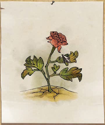 侠客风云传花卉如何养 照顾花卉的方法